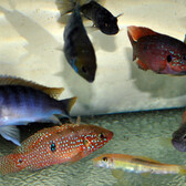 Cichlid Mix