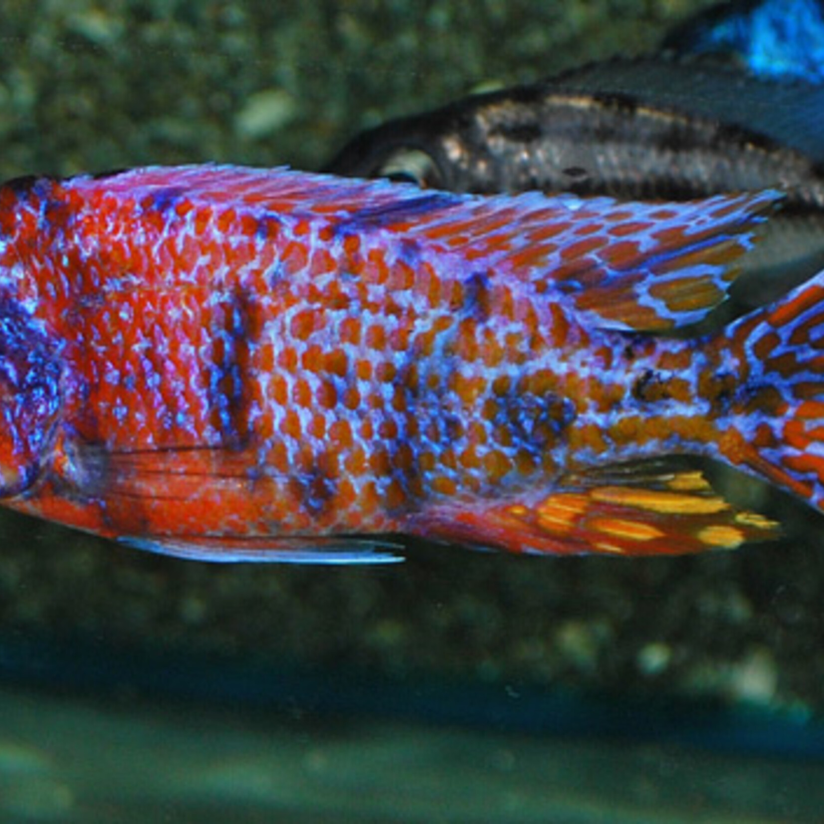 Peacock Cichlid Red Blotched