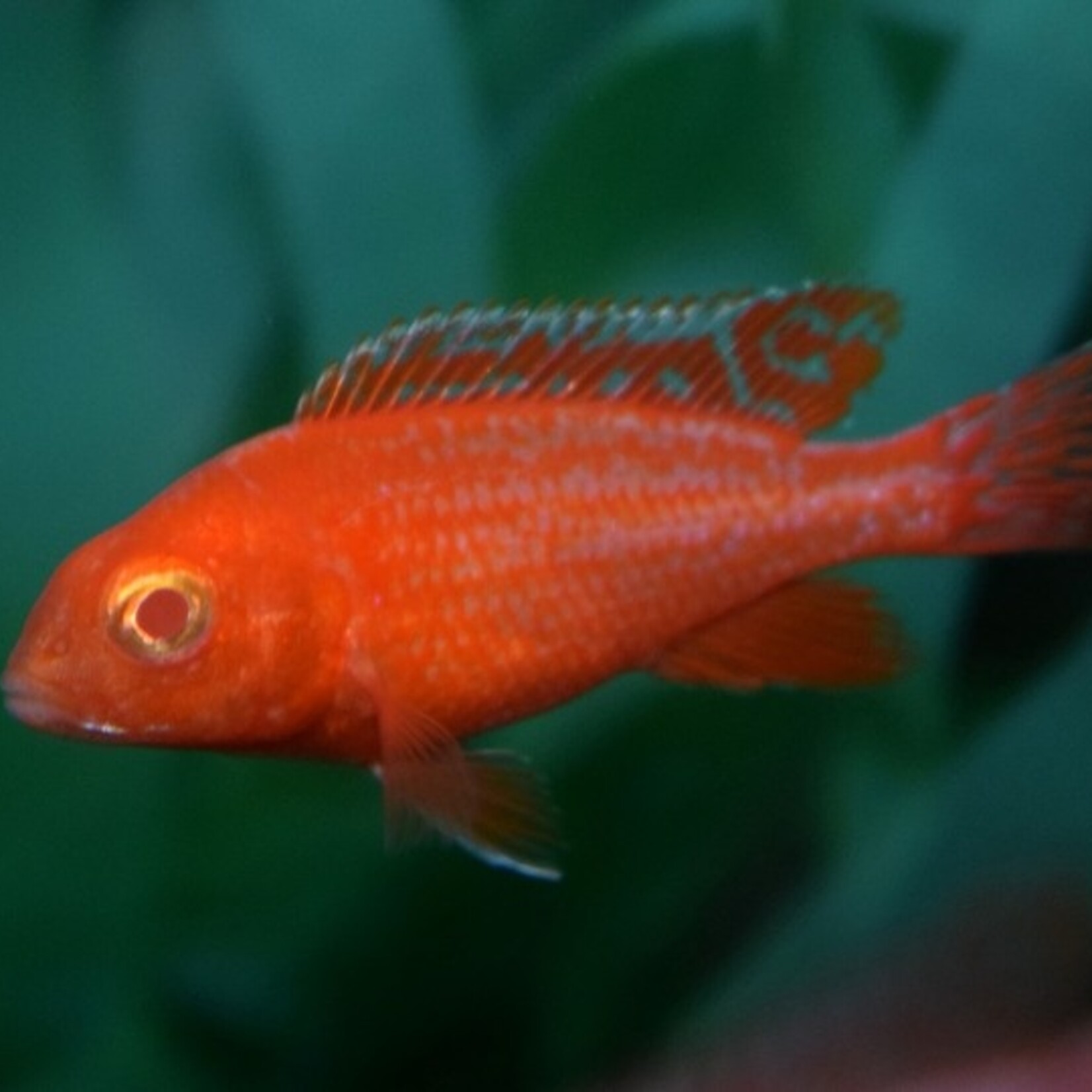 Peacock Cichlid Dragon Blood Albino