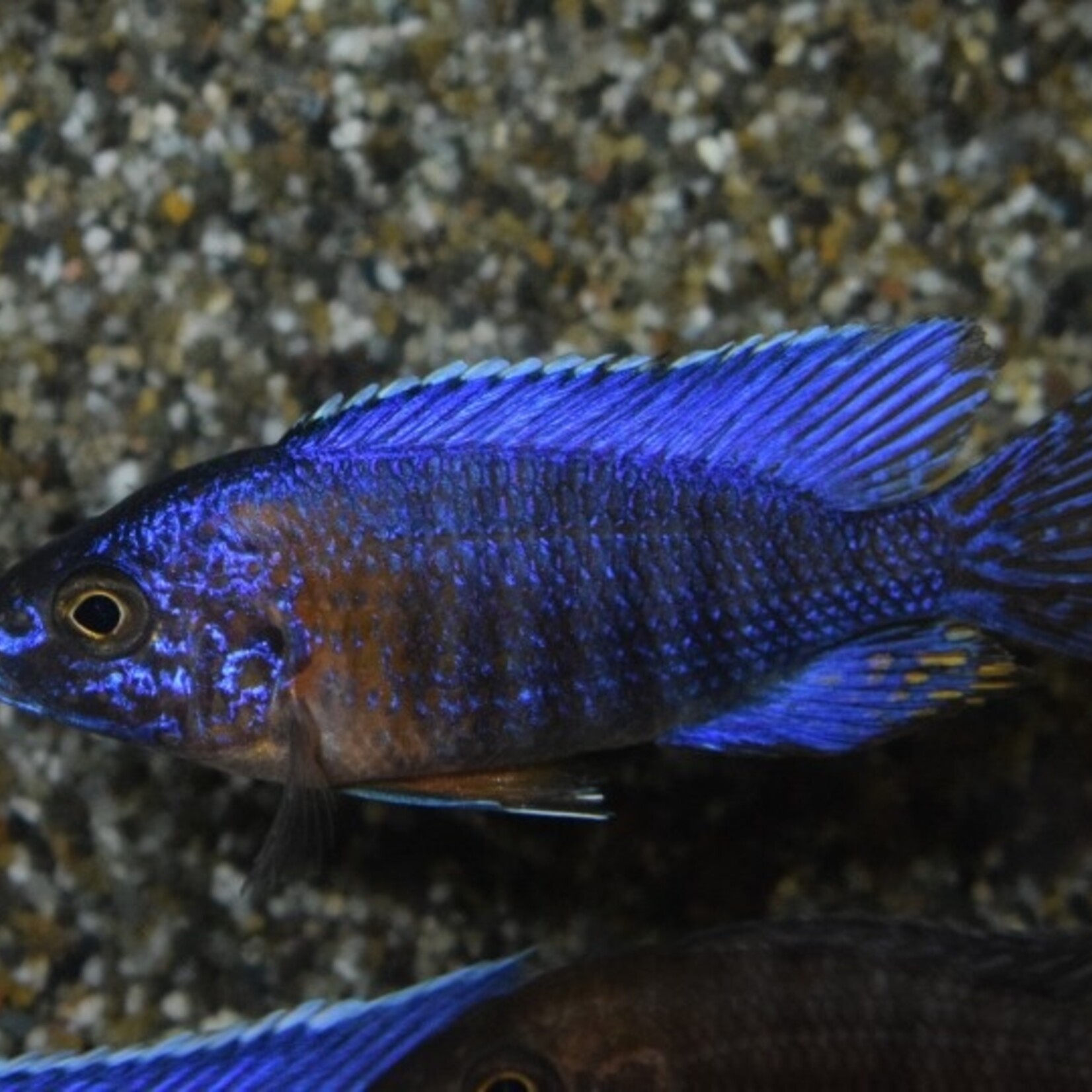 Peacock Cichlid Red Flush