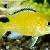 Yellow Malawi Cichlid