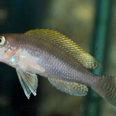 Tanganyika Cichlid Caudopunctatus