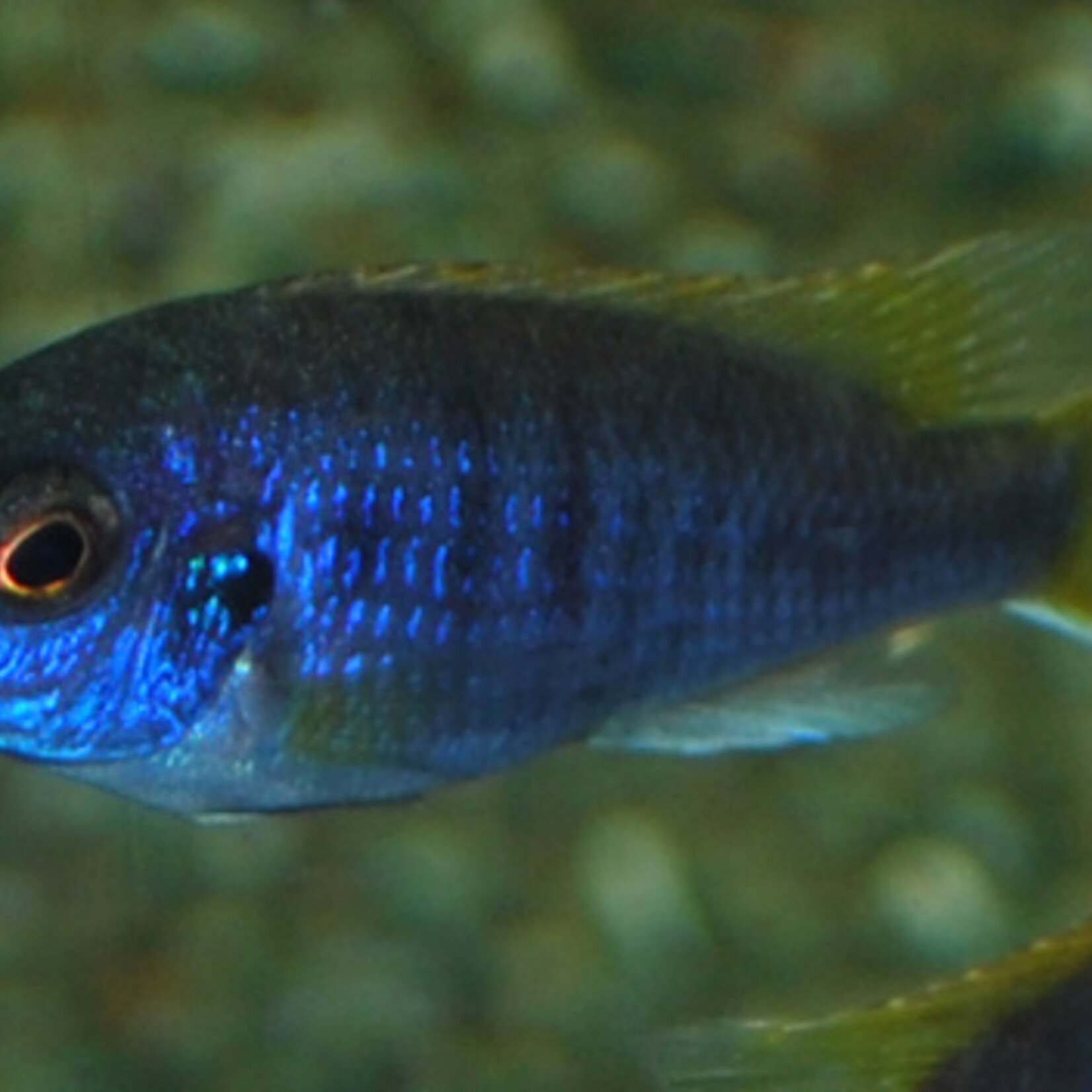 Malawi Cichlid Acei