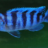 Malawi Cichlid Lombardoi