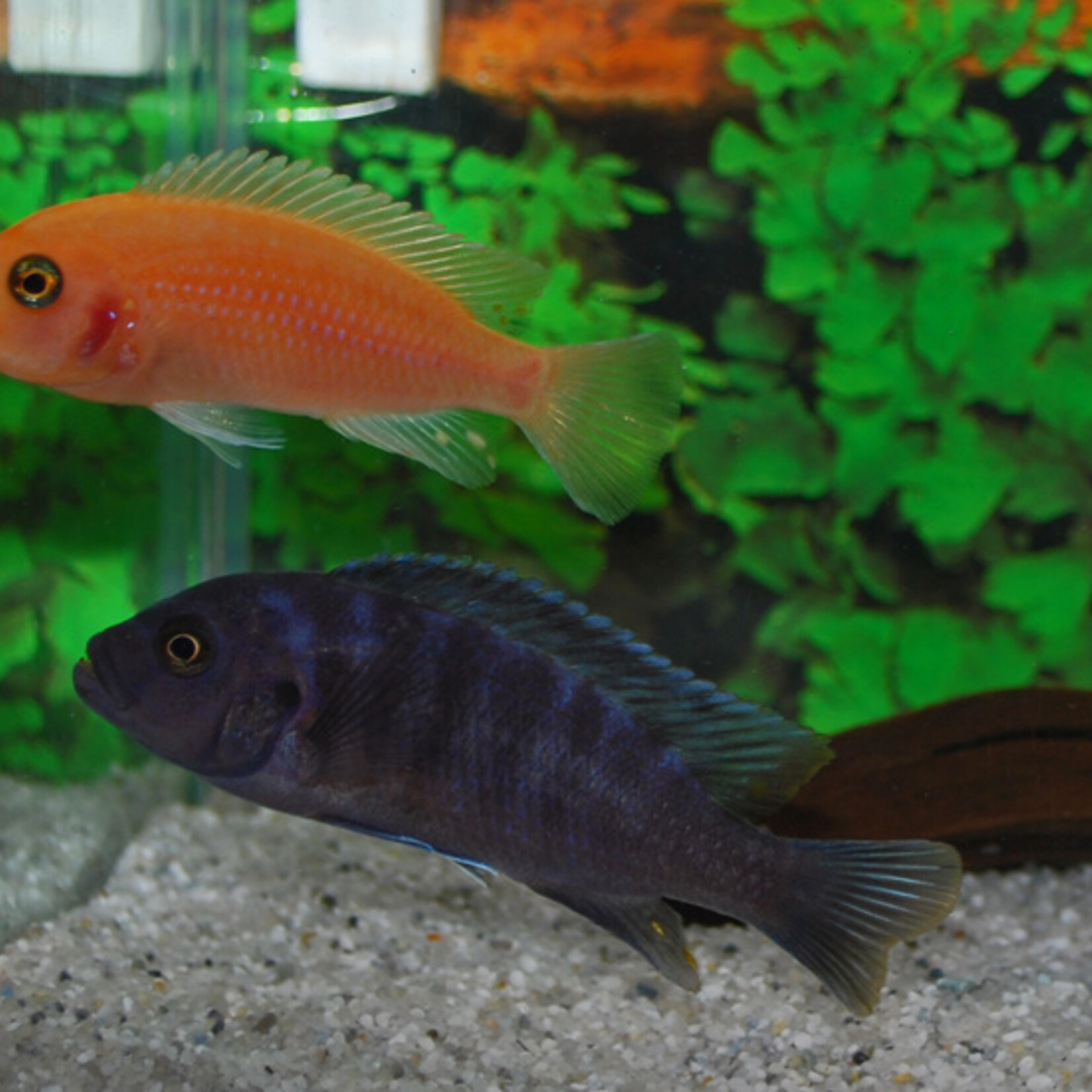 Zebra Mbuna Red + Blue