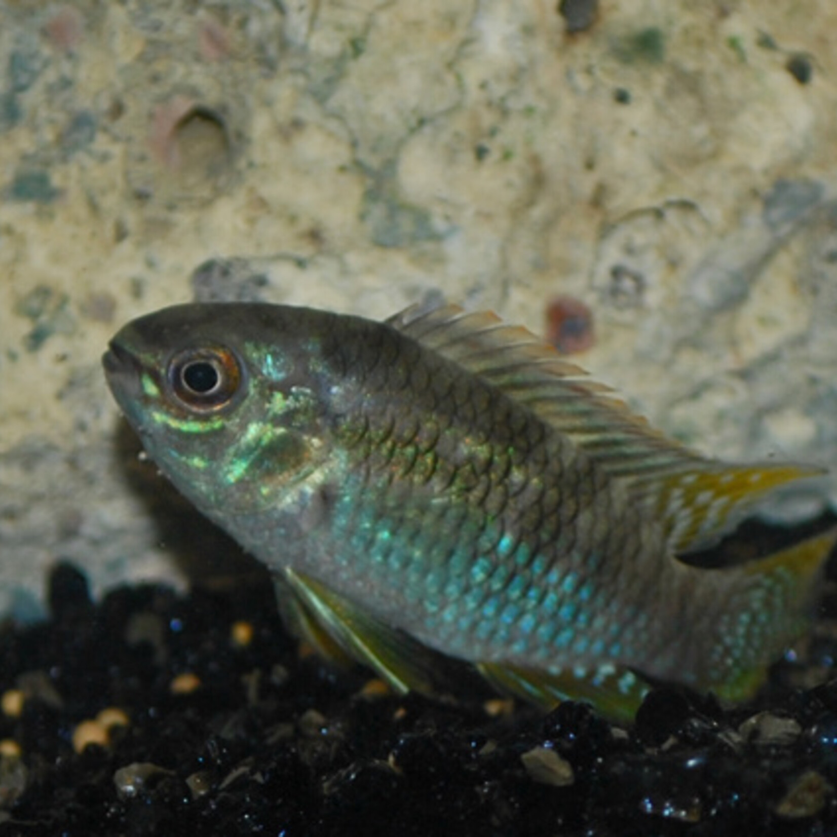 Dwarf Flag Cichlid