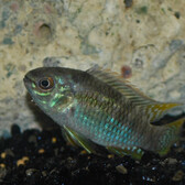 Dwarf Flag Cichlid