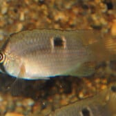 Keyhole Cichlid