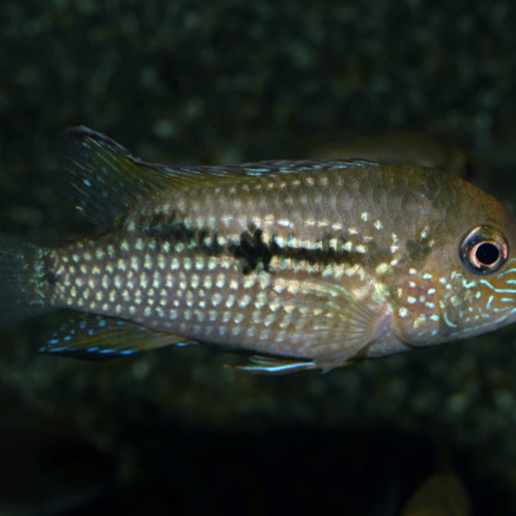 Cichlid Macantzatza