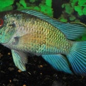 Electric Blue Acara