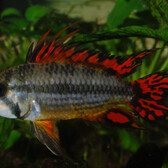 Cockatoo Dwarf Cichlid Double Red Male