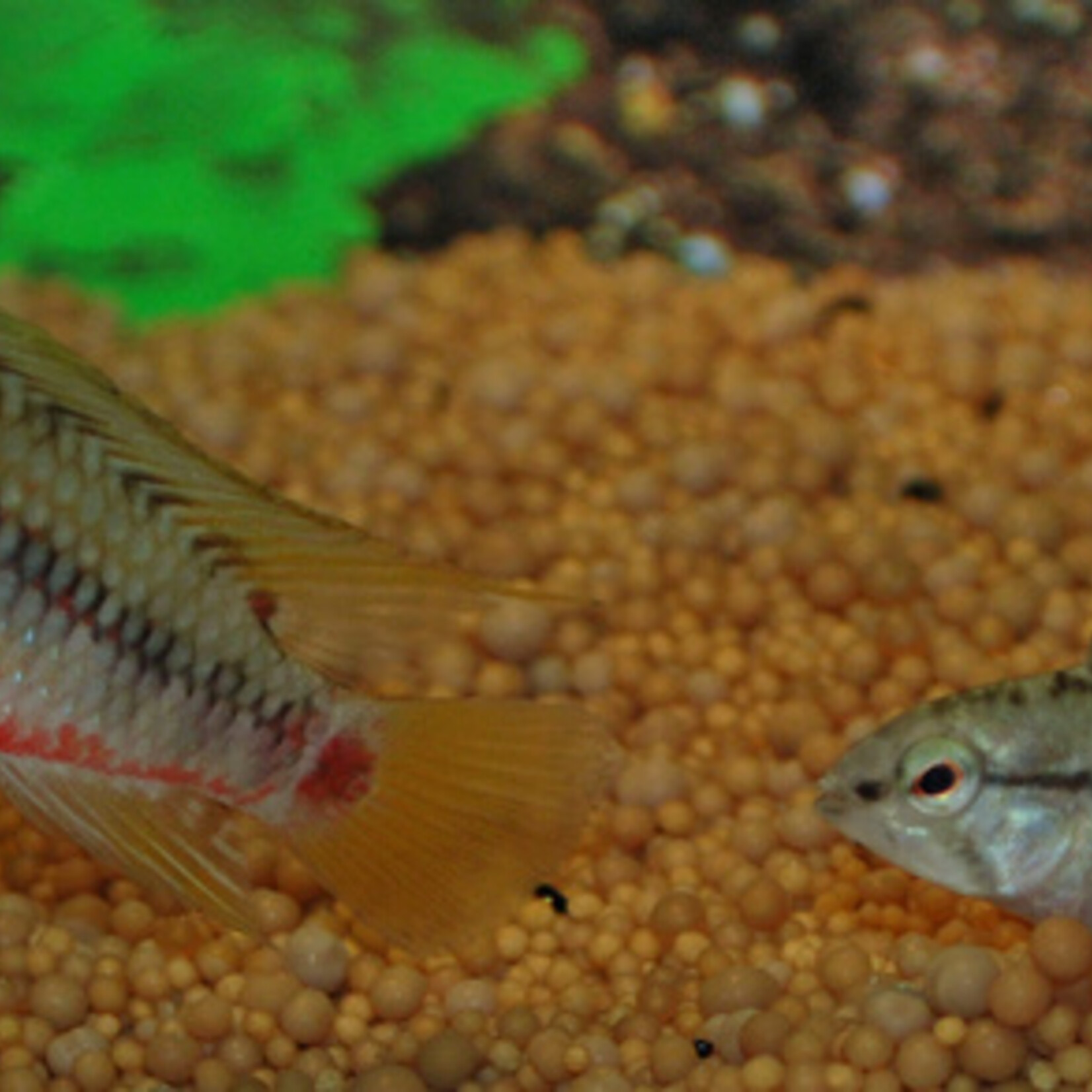 Red Stripe Dwarf Cichlid