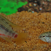 Red Stripe Dwarf Cichlid