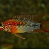 Red Tailed Dwarf Cichlid