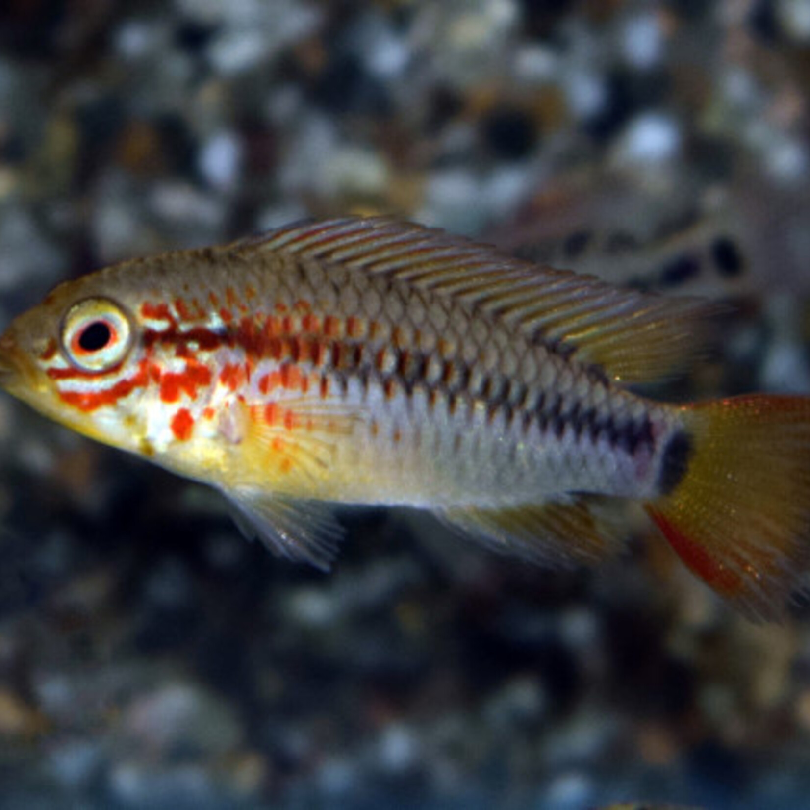 Macmasteri Apisto Red Mask