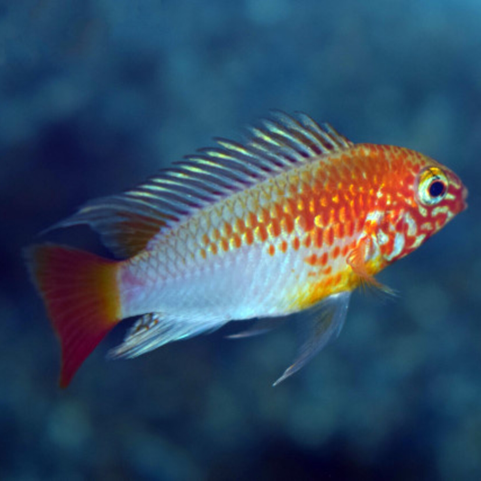 Macmasteri Apisto Gold