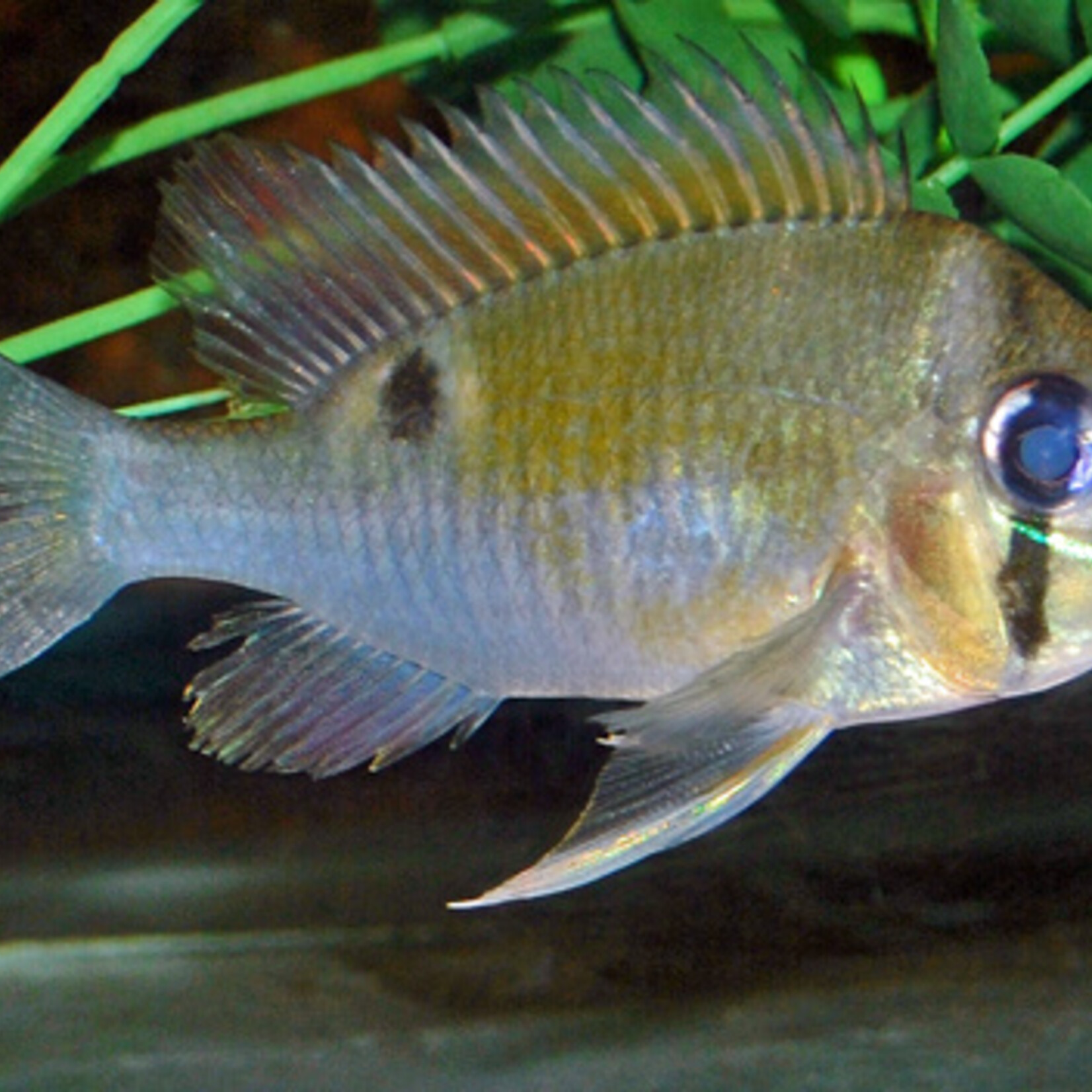 Cupid Cichlid