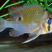 Cupid Cichlid