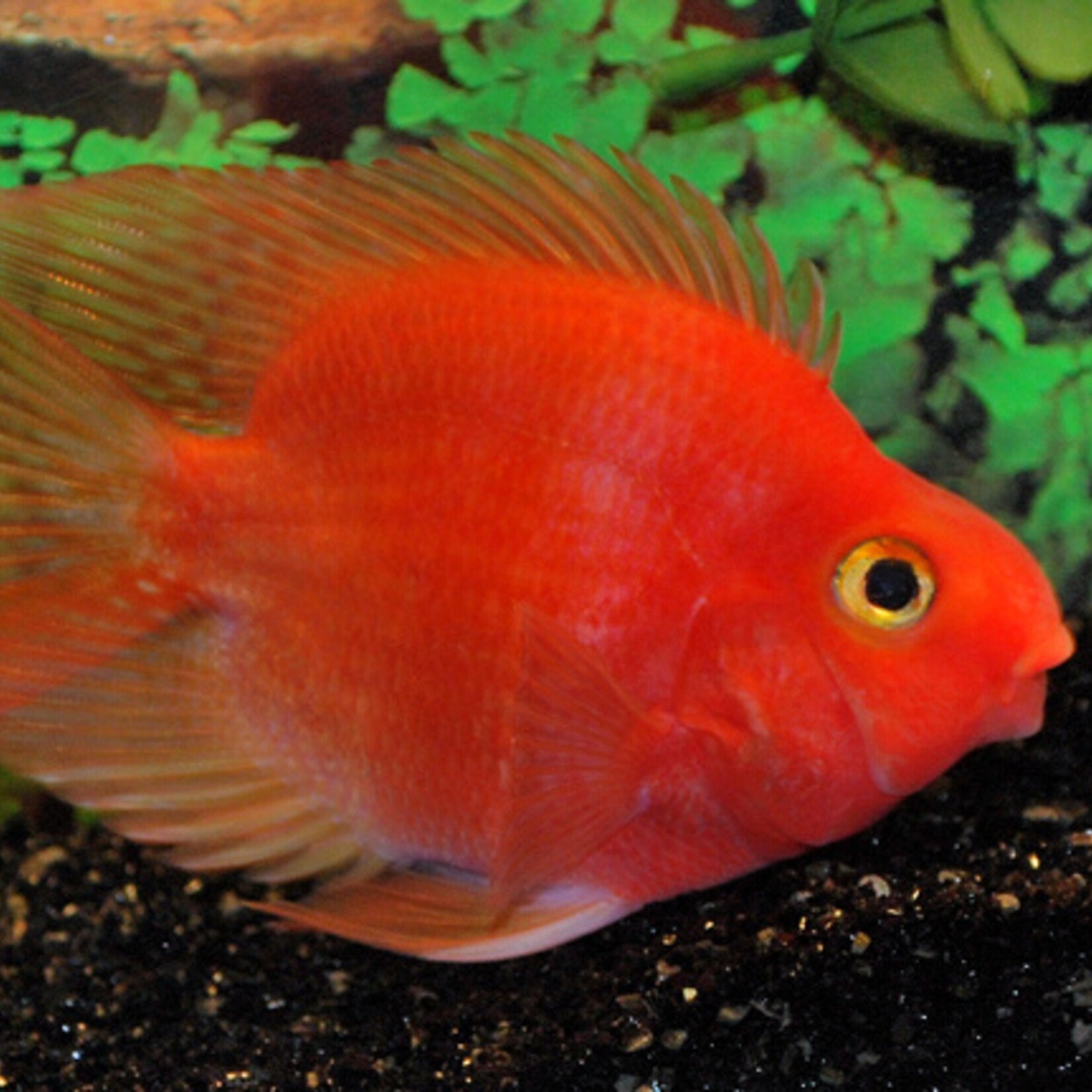 Blood Parrot Cichlid