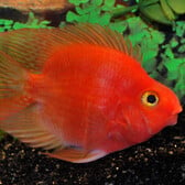 Blood Parrot Cichlid