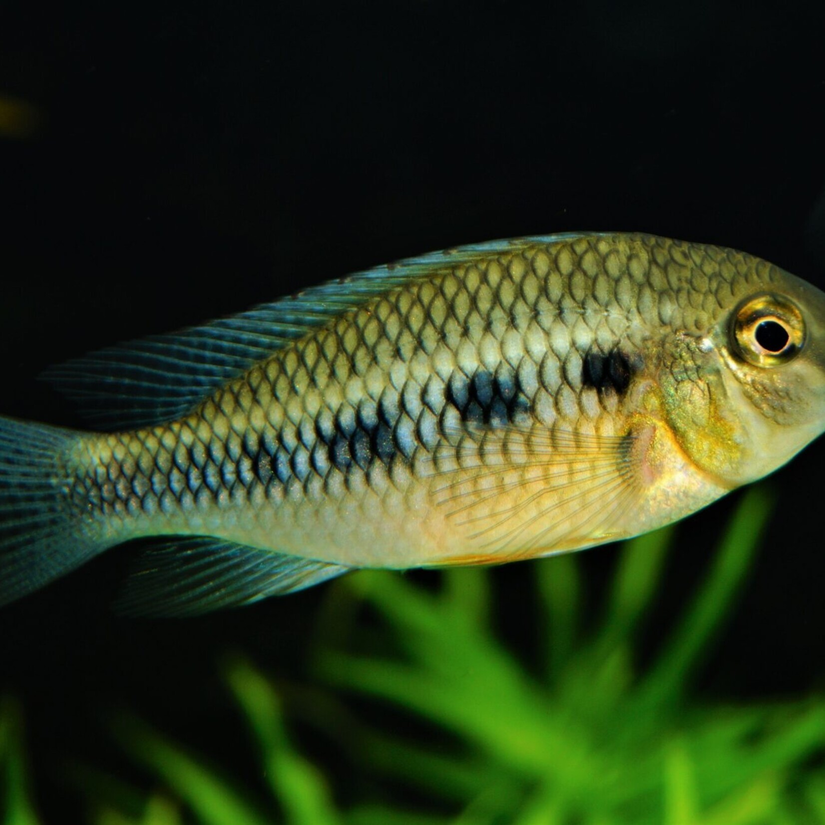 Checkerboard Cichlid Punctulatum