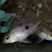 Nicaragua Cichlid