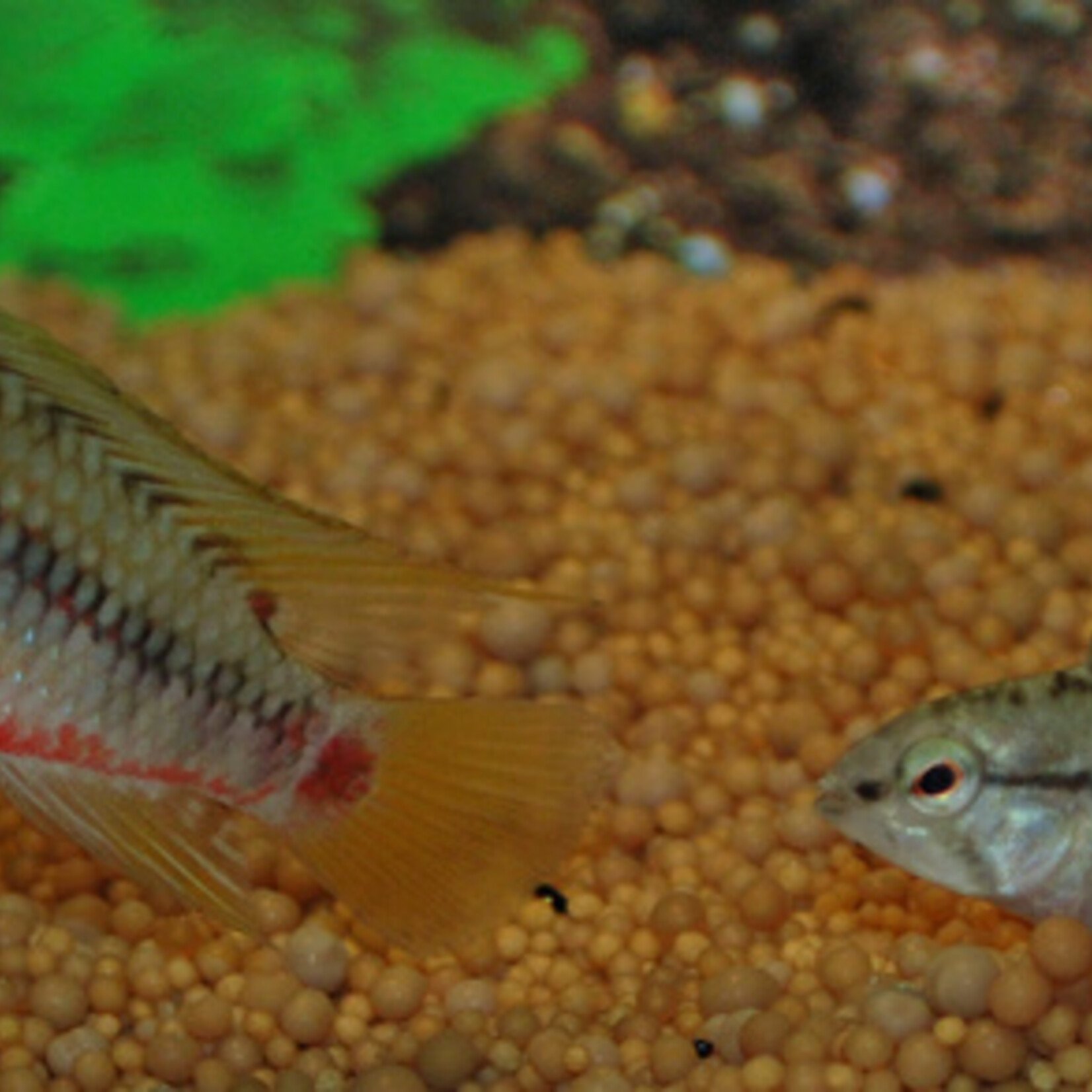 Dwarfcichlid Hongsloi Males