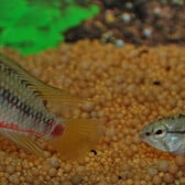 Dwarfcichlid Hongsloi Males