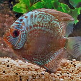 Discus Snakeskin Blue