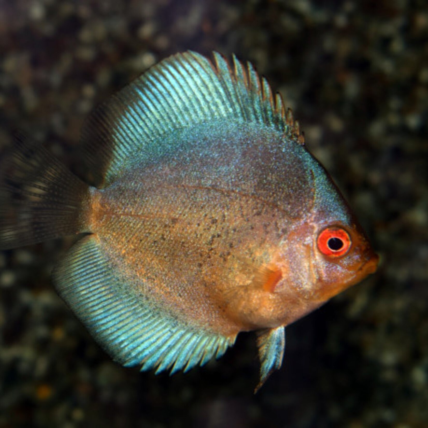 Discus Dark Angel