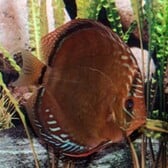 Discus Alenquer