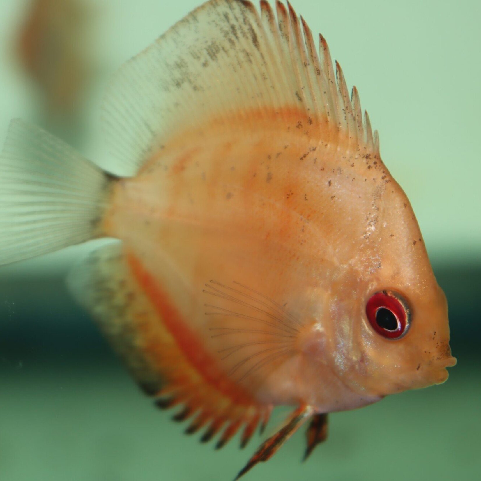 Discus Pigeon Blood