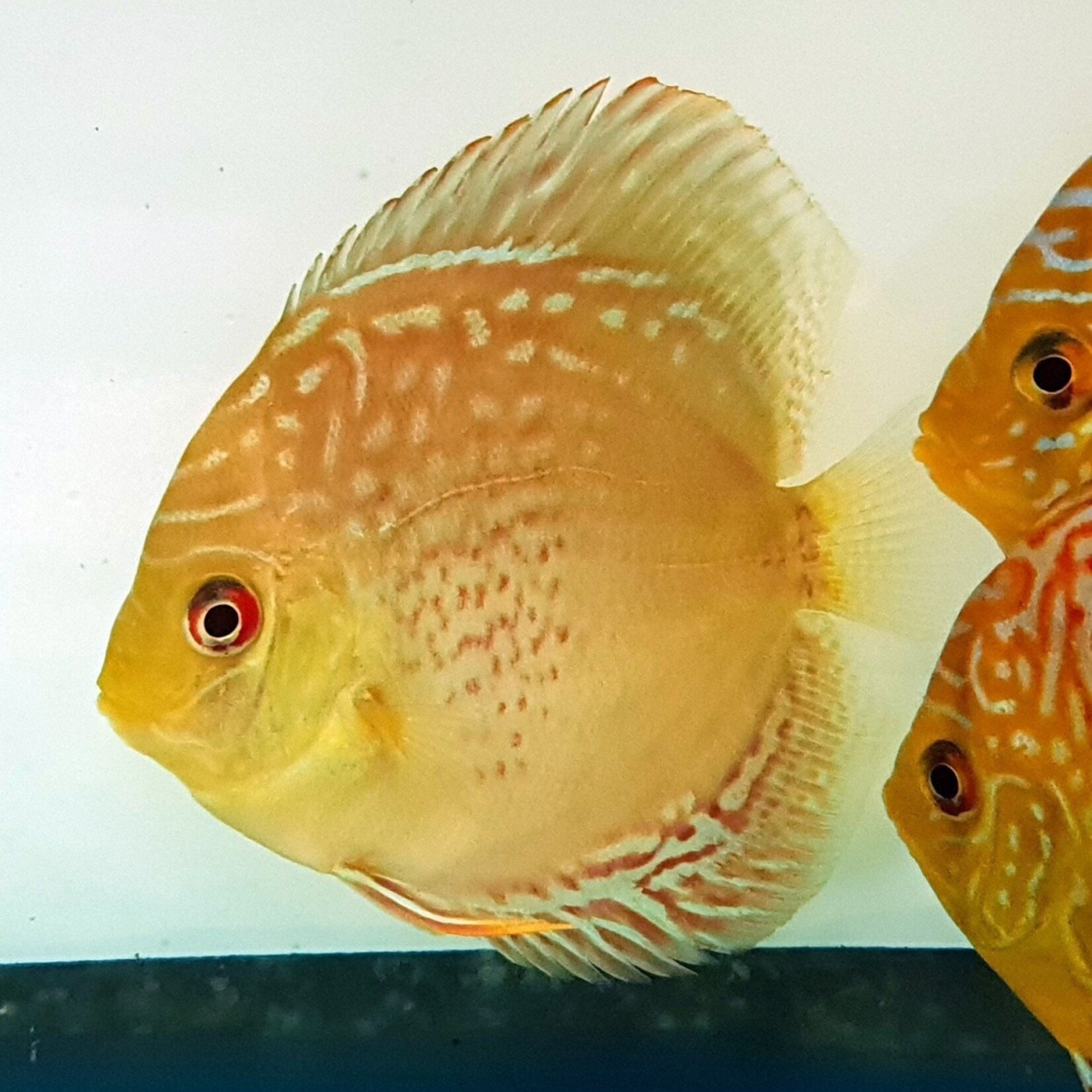 Discus Royal Green Red Spotted