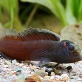 Combtooth Blenny Heyligeri