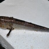 Atlantic Mudskipper