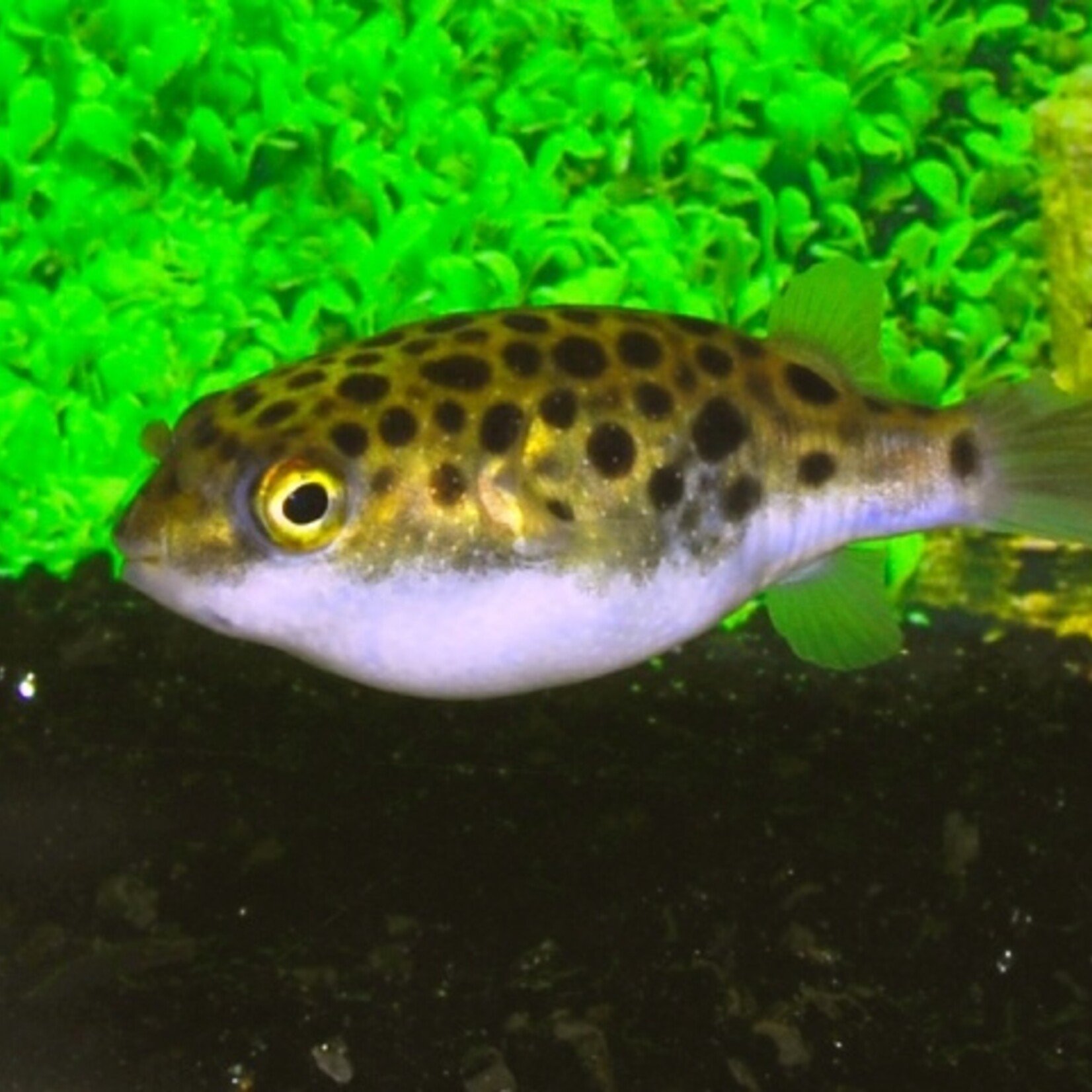 Spotted Green Puffer