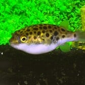 Spotted Green Puffer