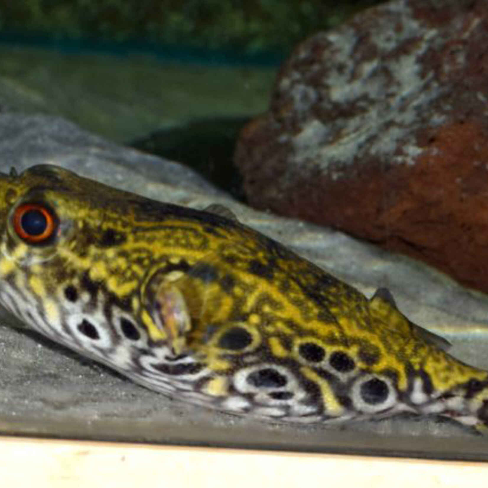 Humpback Puffer