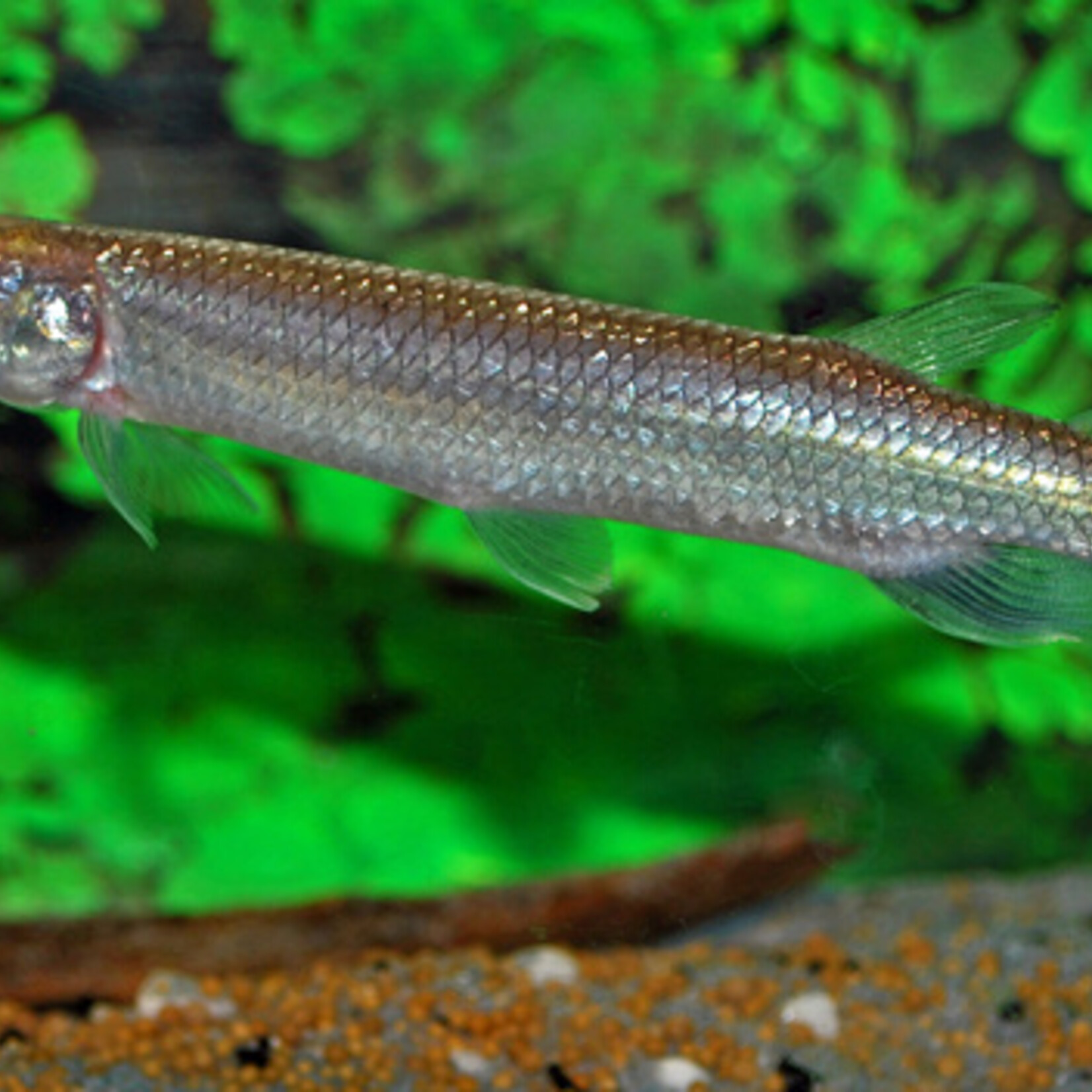 Gar Characin