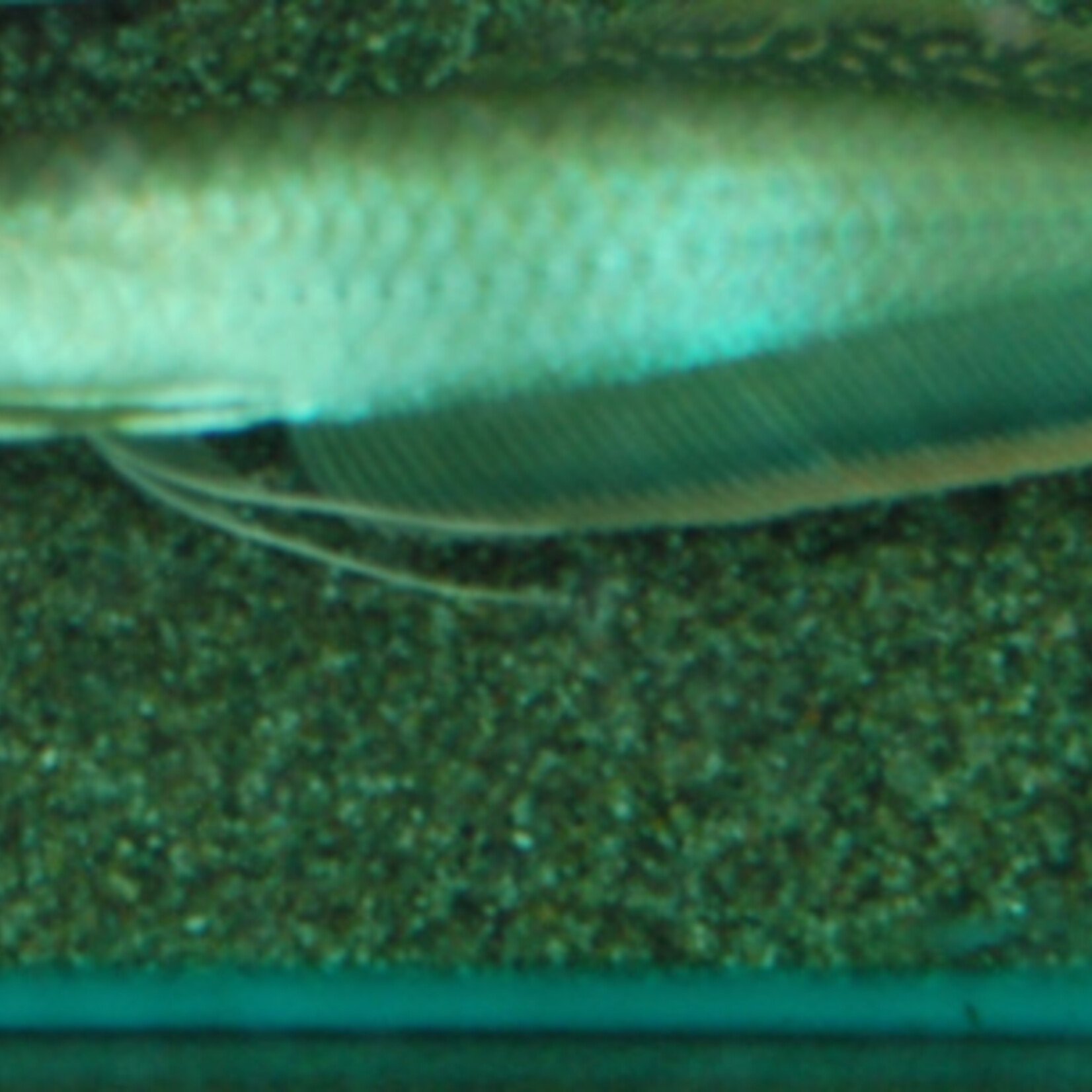 Black Arowana