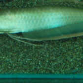 Black Arowana