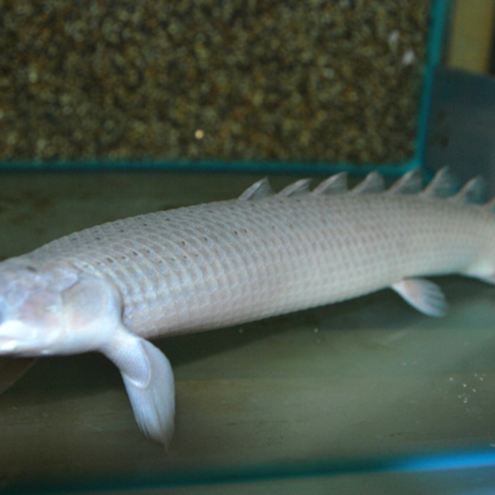 Senegal Bichir