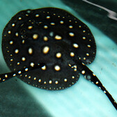 Leopoldi Stingray (Female)