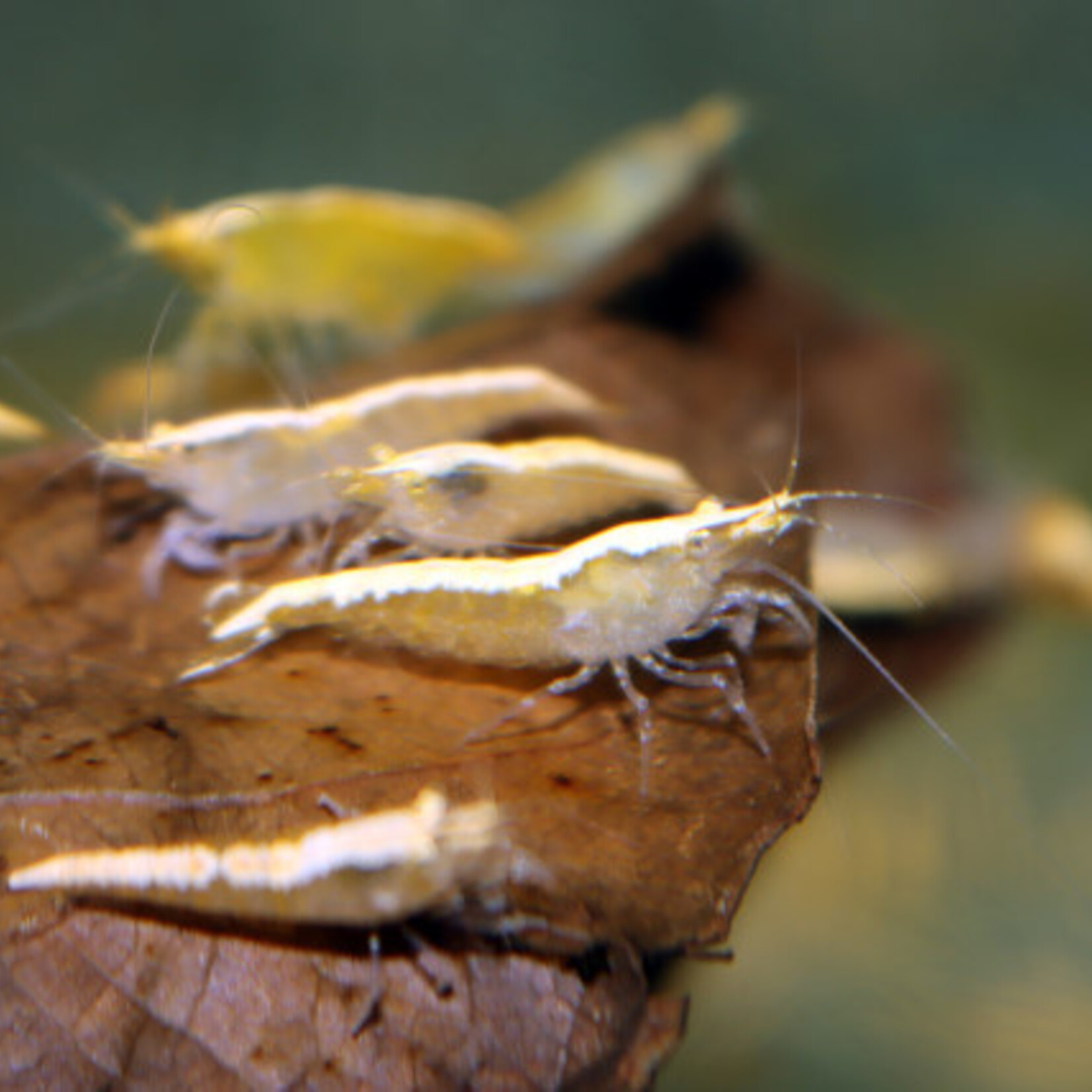 Yellow Fire Shrimp