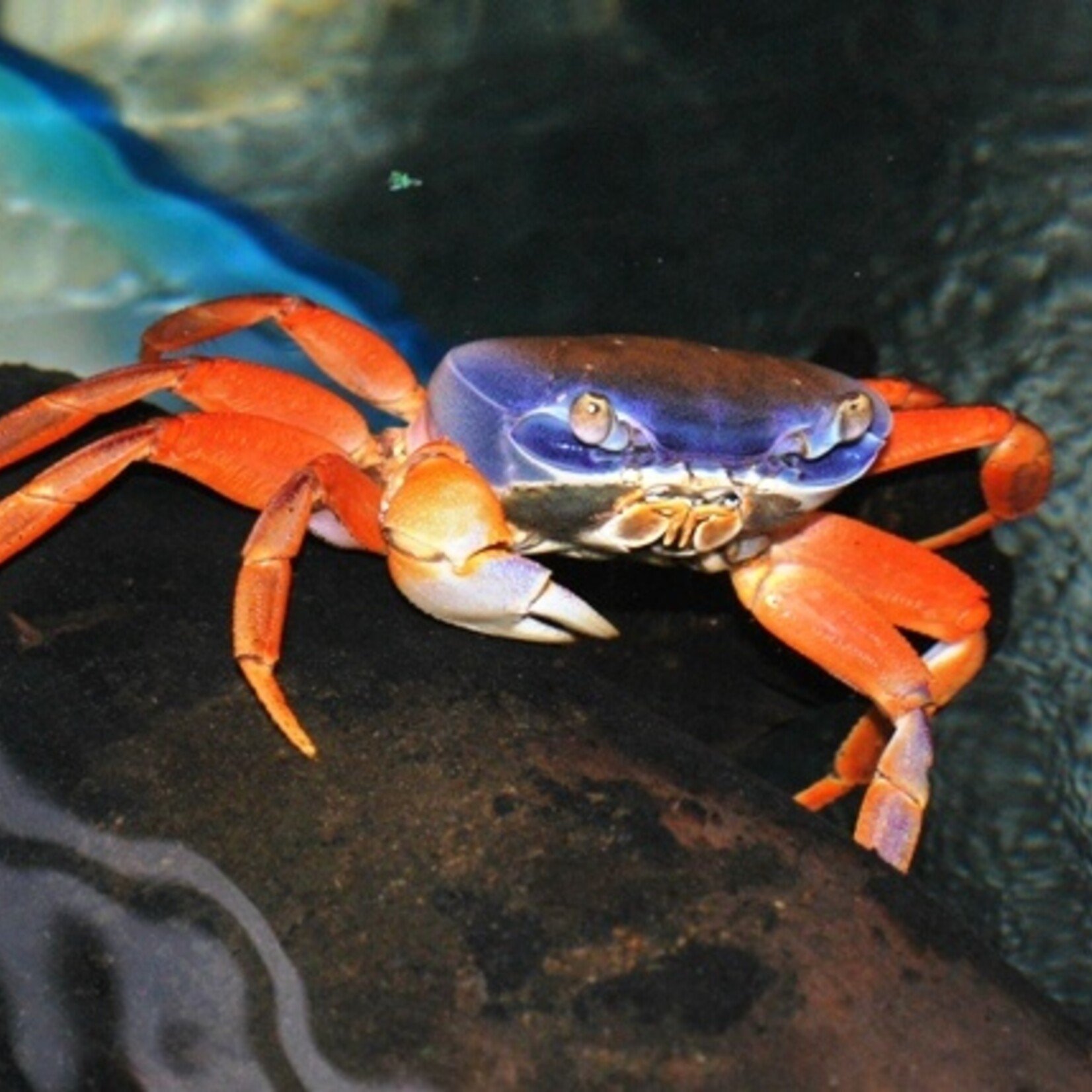 Rainbow Land Crab