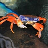 Rainbow Land Crab