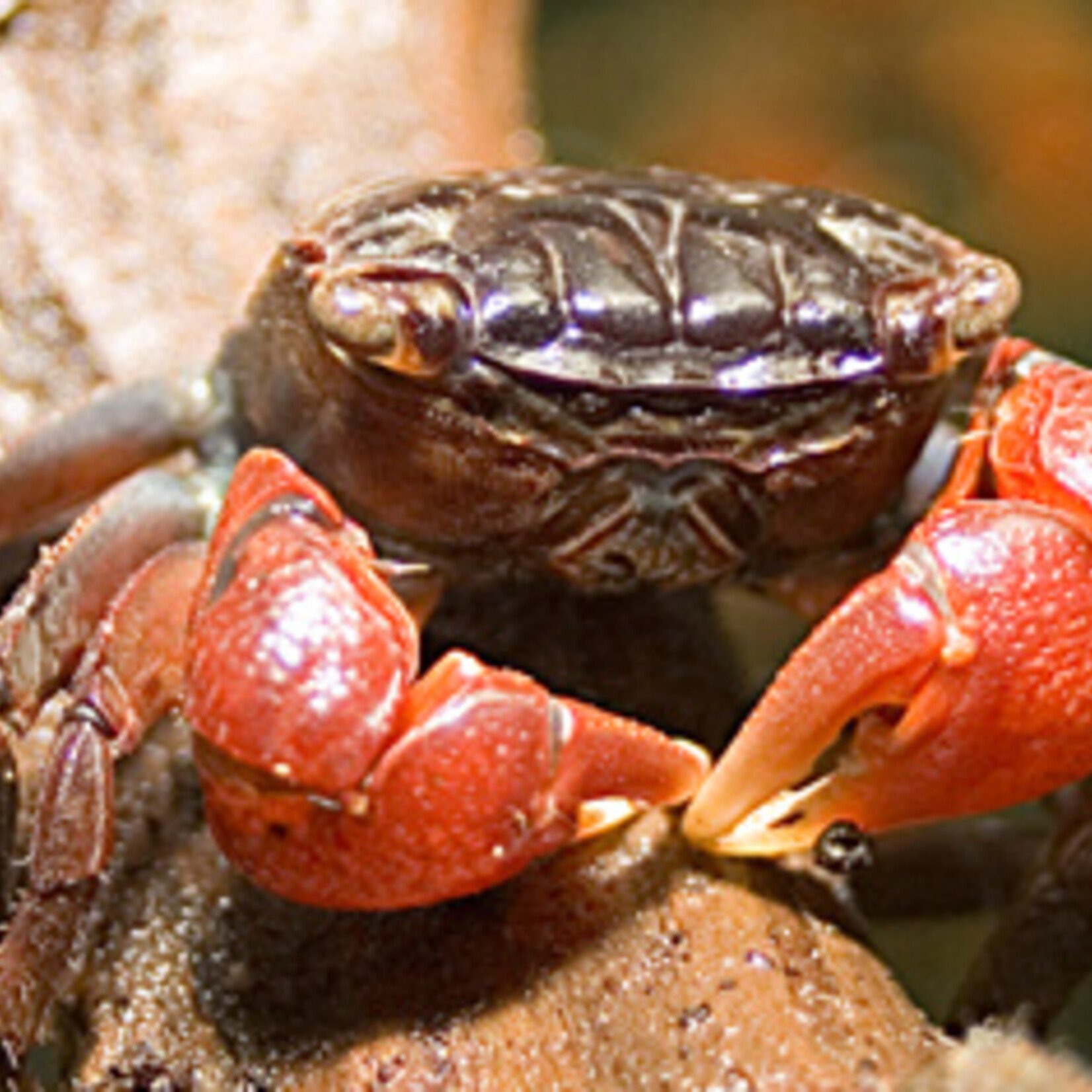 Red Claw Crab