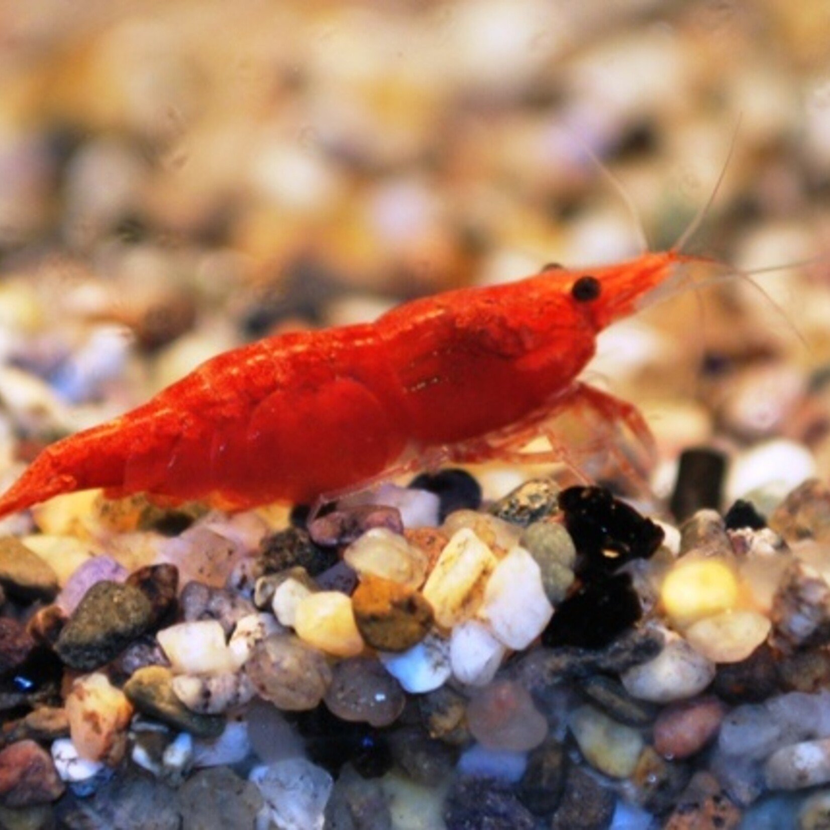 Red Fire Shrimp