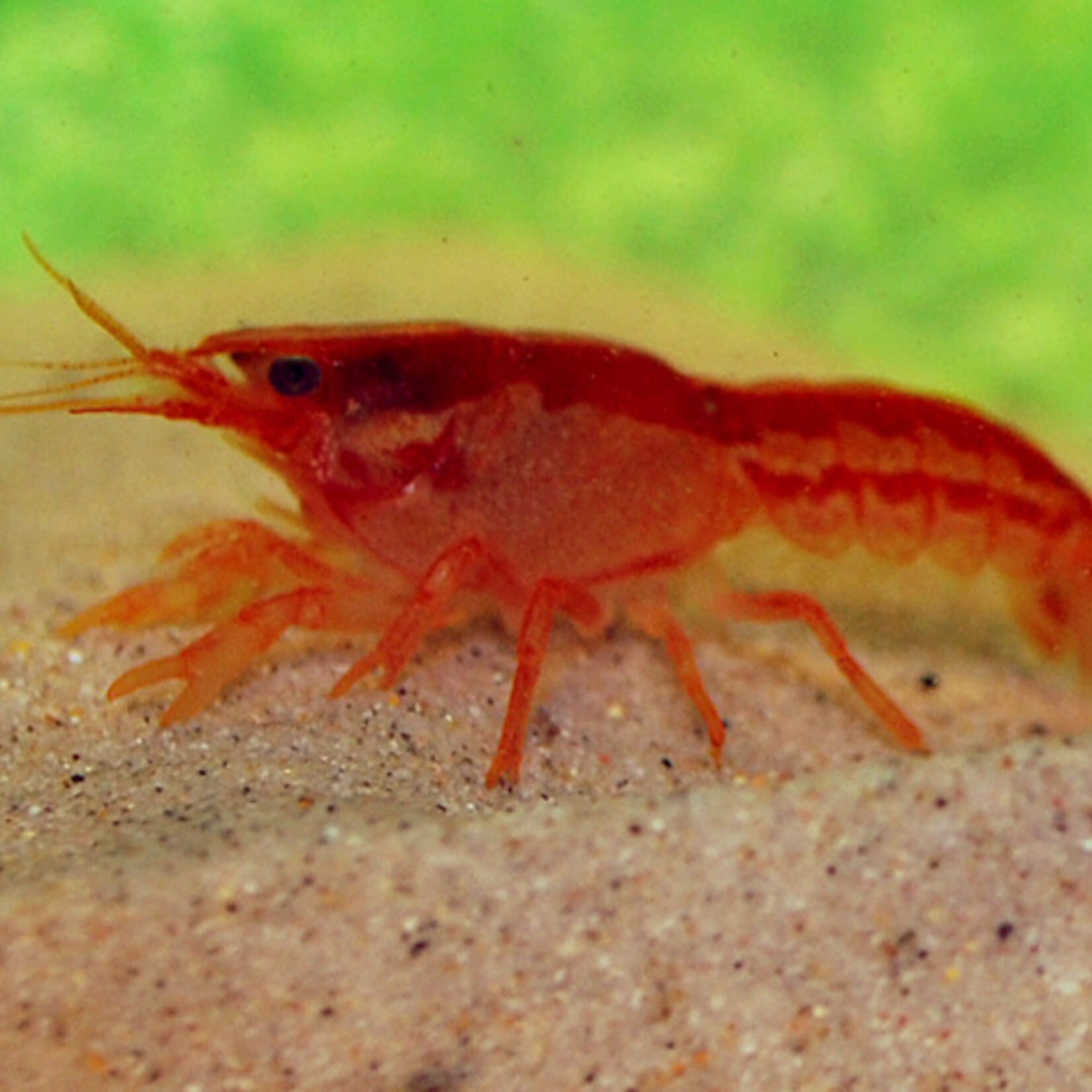 Orange Dwarf Crayfish Cpo