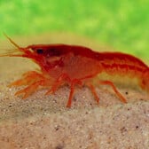 Orange Dwarf Crayfish Cpo